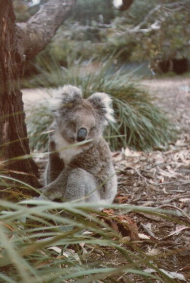 [photo of a koala in Flinders Chase National Park at Kangaroo Island]