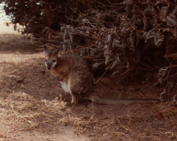 [photo of a wallaby on Granite Island at Victor Harbor, South Australia]