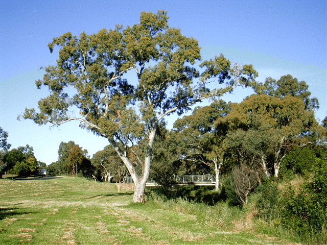 [photo of creek bank alongside Dry Creek in Modbury, South Australia