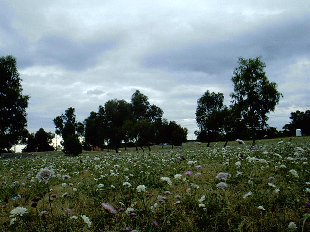 [photo of a field near the corner of Montague and Kelly Roads, Modbury, South Australia